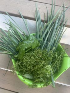 herbs for green seasoning